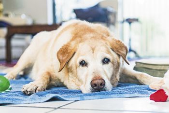 veterinary_dog-labrador-old-lay_460px_475587521.jpg