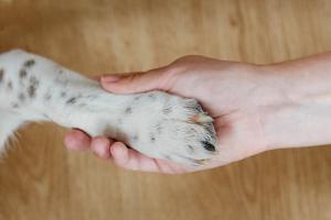 Exploring the interconnected world: The relationship between human and pet microbiomes