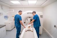 Veterinary technician takes the lead on radiation safety study