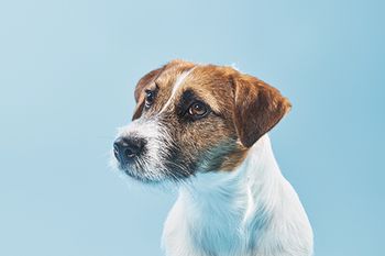 veterinary-dog-sad-and-funny-450px-shutterstock-728337676.jpg
