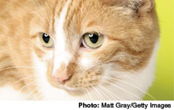 Advocate_for_cats-525891-1384677327777.jpg