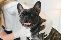 When every second counts: Pharmacological and non-pharmacological interventions in RECOVER–guided emergency care for dogs and cats