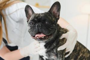 When every second counts: Pharmacological and nonpharmacological interventions in RECOVER-guided emergency care for dogs and cats