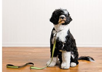 veterinary-dog-leash-sit-90046697_450.jpg