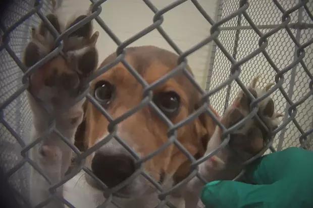 (Photo courtesy of the Humane Society of the United States and the American Veterinary Medical Association)