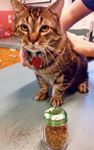 veterinary_New_Saenger_CatnipShaker-804839-1384153367383.jpg