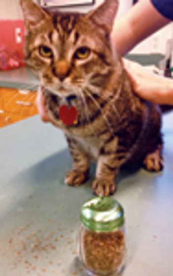 veterinary_New_Saenger_CatnipShaker-804839-1384153367383.jpg