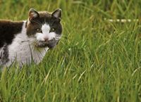 veterinary-cat-mouse-807267-1382873086203.jpg