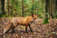 PCR fecal testing detects Echinococcus in Pennsylvania wild canids 