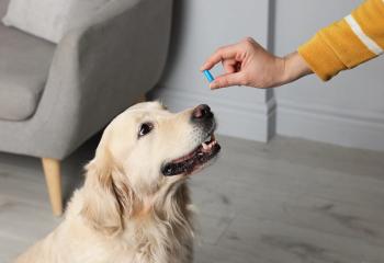 Pet prescriptions