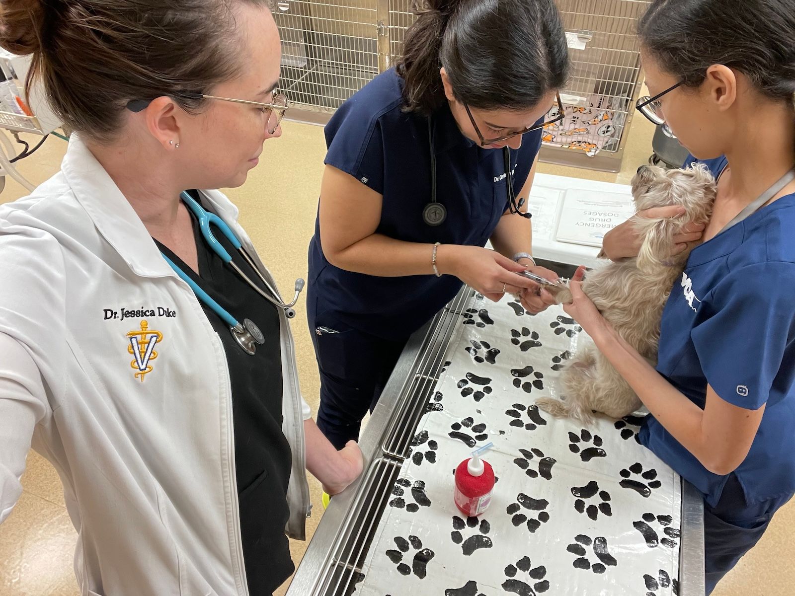 Relief veterinary medicine