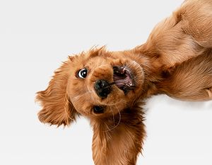 veterinary-happy-pup-main-1.jpg