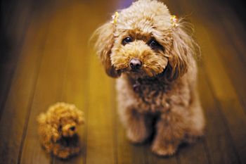 poodle.jpg