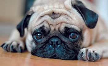 veterinary-pug-dog-343344158-450.jpg