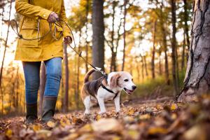 Shorter front-limb stride length flags cognitive decline in aging dogs