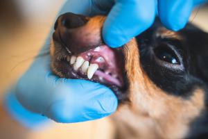 Canine dental exam