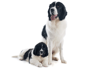 veterinary_adult-dog-puppy_AdobeStock_61364562-450.gif