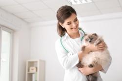 Vets Pets acquires 2 new veterinary hospitals 