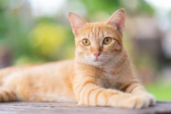 cat lying in grass