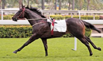 Veterinary-horse-thoroughbr-807415-1382856671756.jpg