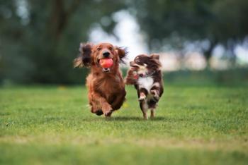 Canine Socialization Pitfalls