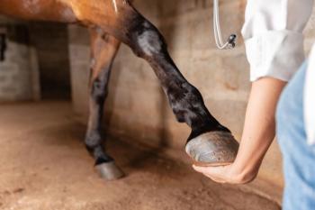 equine veterinary scholarships