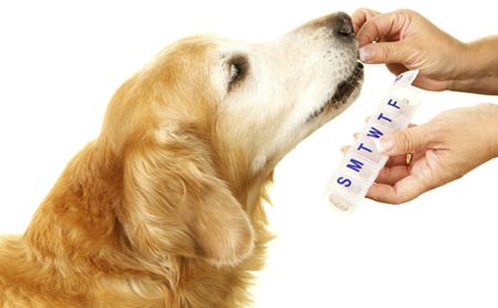 recommended joint supplements for dogs