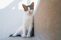 Exocrine Pancreatic Insufficiency In Cats More Common Than Veterinarians Think