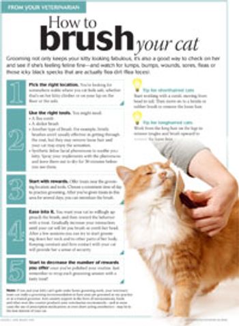 BrushCat200.jpg
