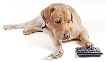 veterinary-dog-count-on-calculator-AdobeStock_22840490-body.jpg