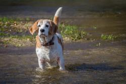 FDA approves first monoclonal antibody for managing OA pain in dogs