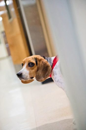 veterinary_original_lilly_220.jpg