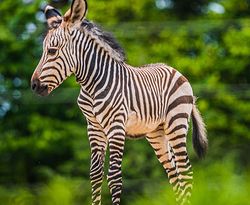 Louisville Zoo welcomes baby zebra 