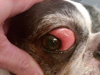 dog itchy eyes
