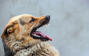 veterinary-dog-german-shepherd-angry_AdobeStock_174323053-450px.jpg