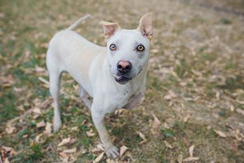 veterinary-dog-one-leg-amputation-AdobeStock_193305358_450.jpg