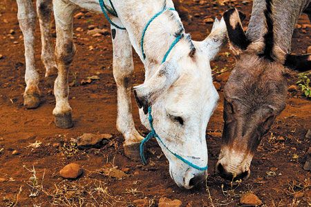 twodonkeys_web-824388-1404217436093.jpg