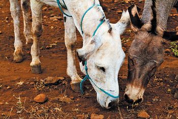 twodonkeys_web-824388-1404217436093.jpg