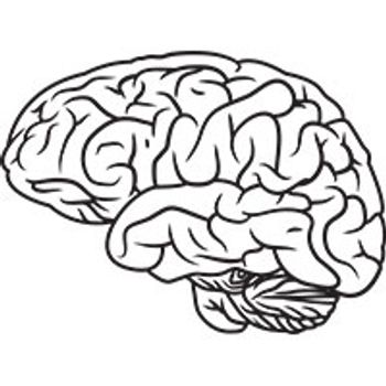 veterinary-human-brain-AdobeStock_79528057-200.jpg