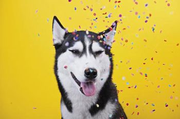 veterinary-dog-on-yellow-background-450px-shutterstock-732346636.jpg