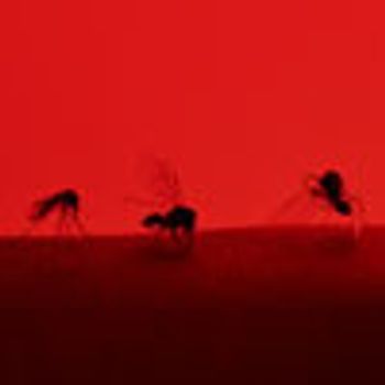 veterinary-red-mosquito-AdobeStock_122095500-100x100-disease.jpeg