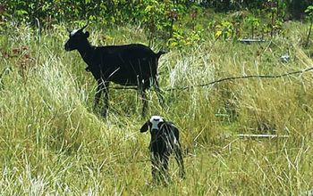 paul_goat_grass.jpg