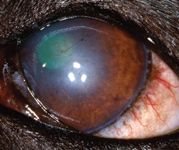 fungal keratitis in dogs