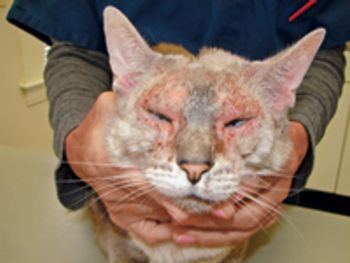 Veterinary_Jeromin_cat_025-807418-1382856200615.jpg