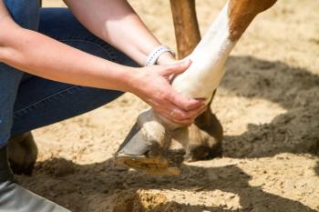 Equine rehabilitation