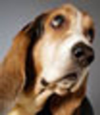 newshound_thumbnail-597311-1384511466596.jpg