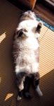 cat_SA_veterinary_121375006-39022630-637920-742239-1384181630115.jpg