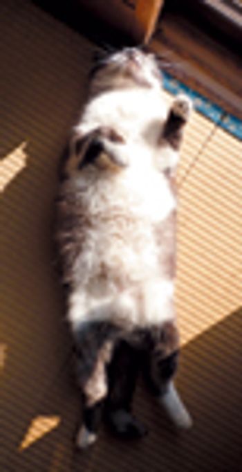 cat_SA_veterinary_121375006-39022630-637920-742239-1384181630115.jpg