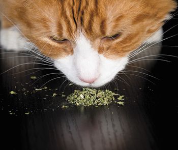 veterinary-cat-sniffing-a-pile-of-catnip-450px-shutterstock-376263466.jpg