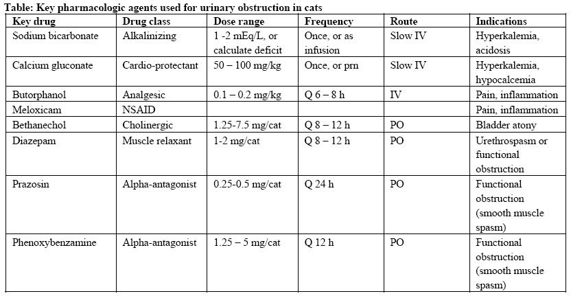 Urethral obstruction in cats: catheters and complications (Proceedings)